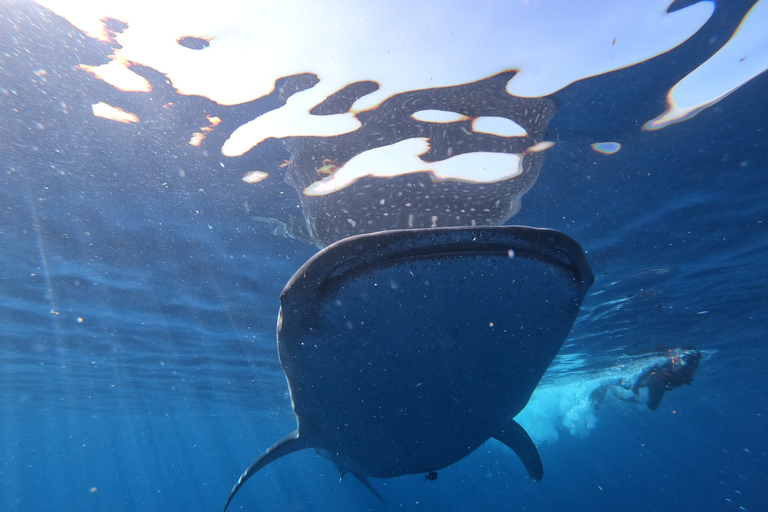 Cancún y Riviera Maya: nado con tiburones ballena y almuerzoRecogida en Tulum