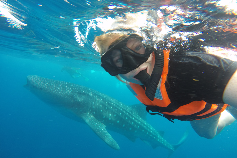 Ab Cancún & Riviera Maya: Schwimmen mit Walhaien und MittagessenAbholung in Tulum