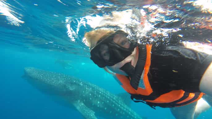 swim with whale sharks excursion