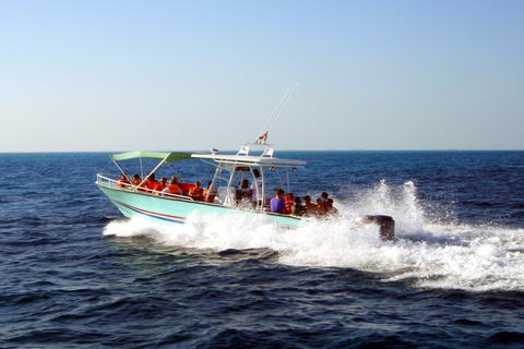 Cancún y Riviera Maya: nado con tiburones ballena y almuerzoRecogida en Tulum