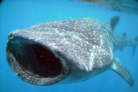 Cancún y Riviera Maya: nado con tiburones ballena y almuerzoRecogida en Tulum