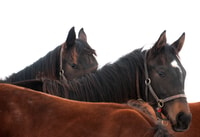 Lexington, visite de la ferme équestre et visite de la piste de course Keeneland - Housity