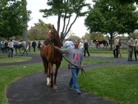 Lexington, visite de la ferme équestre et visite de la piste de course Keeneland - Housity