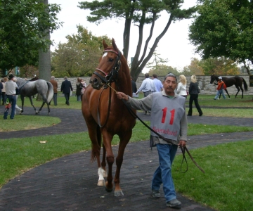Lexington: Horse Farm Tour and Keeneland Race Track Visit