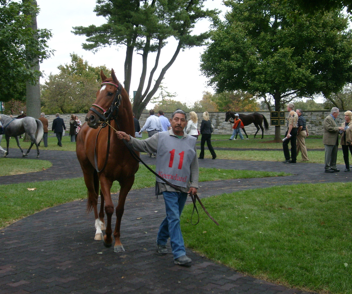 Lexington: Horse Farm Tour and Keeneland Race Track Visit