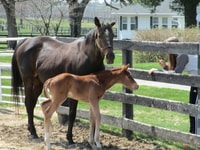 Lexington, visite de la ferme équestre et visite de la piste de course Keeneland - Housity