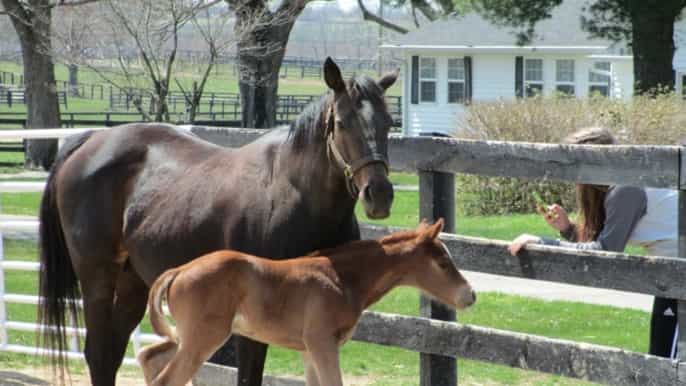 from lexington horse farm tour keeneland race track visit