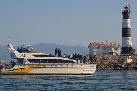 Victoria: Whale and Wildlife Semi-Covered Boating Tour