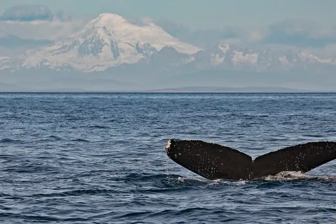 Victoria: Whale and Wildlife Semi-Covered Boating Tour