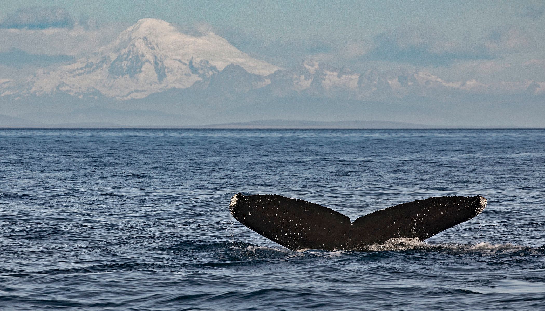 Victoria: Halbüberdachte Bootstour für Wale und Wildtiere