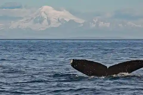 Victoria: Whale and Wildlife Semi-Covered Boating Tour