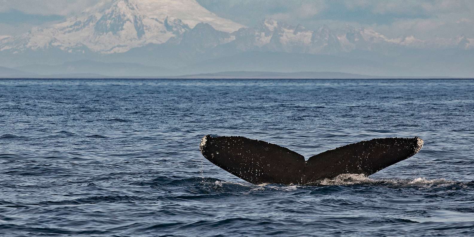 ビクトリア クジラと野生生物の半屋根付きボート ツアー Getyourguide