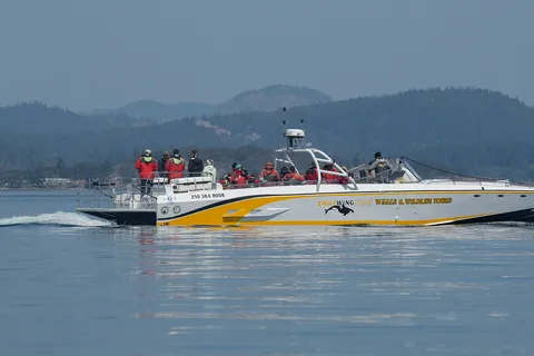 Victoria: excursão de observação de baleias ao pôr do sol em um barco escaravelho aberto