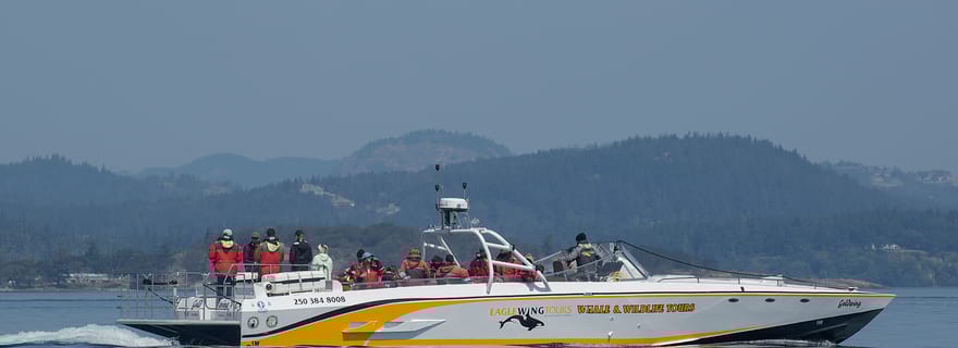 Victoria : excursion d'observation des baleines au coucher du soleil sur un bateau Scarabée ouvert