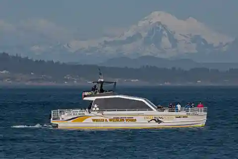 Victoria: Sunset Whale Watching Tour on Semi-Covered Boat