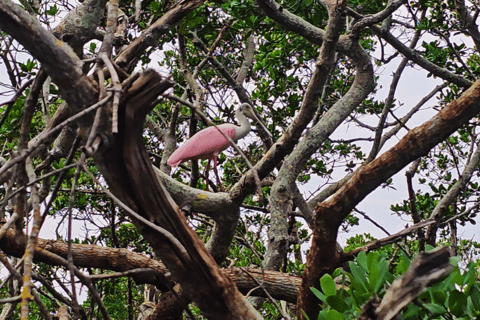 Sarasota: Clear Kayak Beach Hopping and Mangrove Tunnel Tour