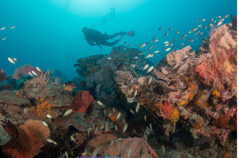 El Nido: Tauchen mit Manta-Rochen in Sibaltan