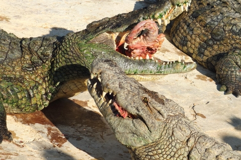 Djerba: Explore Park und Krokodilfarm mit Abholung