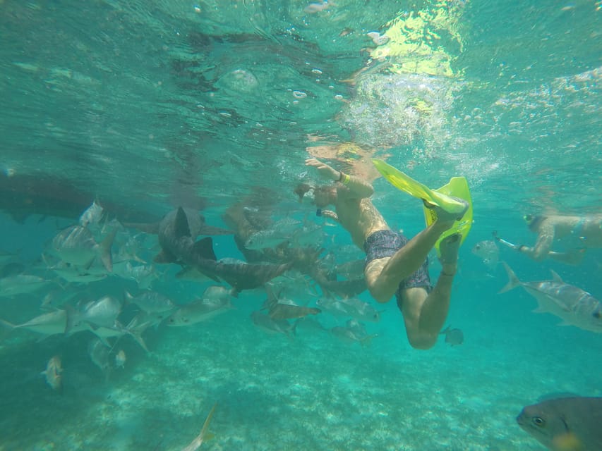 reef snorkeling tour caye caulker