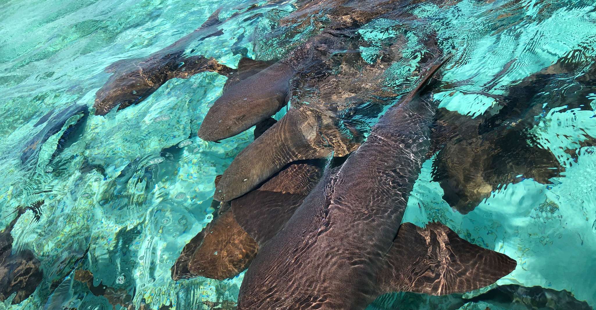 Caye Caulker, 7-Stop Snorkeling en la Barrera de Arrecifes de Belice - Hizvo