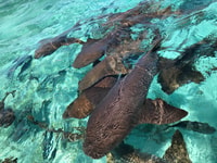 Caye Caulker, 7-Stop Snorkeling en la Barrera de Arrecifes de Belice - Hizvo