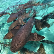 Cheap Caye Caulker: 7-Stop Snorkeling in the Belize Barrier Reef