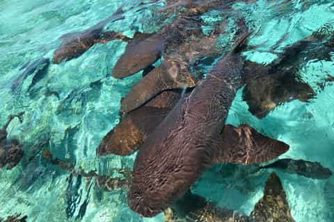 Caye Caulker: 7-Stop Snorkeling in the Belize Barrier Reef