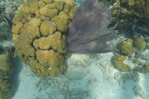 Caye Caulker: Schnorcheln am Belize Barrier Reef an 7 Stopps