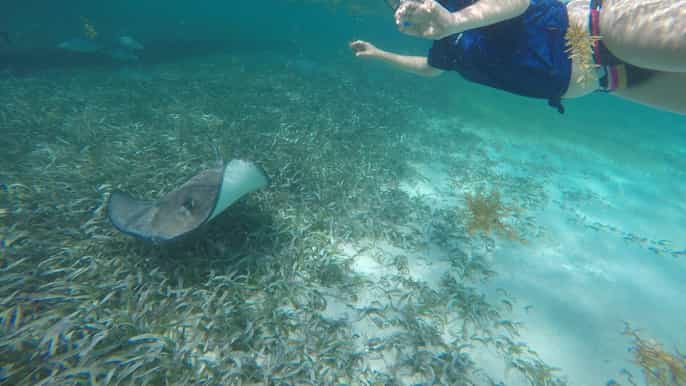 caye caulker 7stop snorkeling in the belize barrier reef