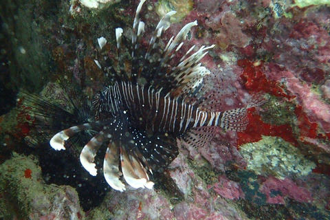 Immersioni a Phuket Isola di Maithon in piccolo gruppo o snorkelingProva a immergerti la mattina: 1 immersione e 1 snorkeling - non è richiesta la licenza