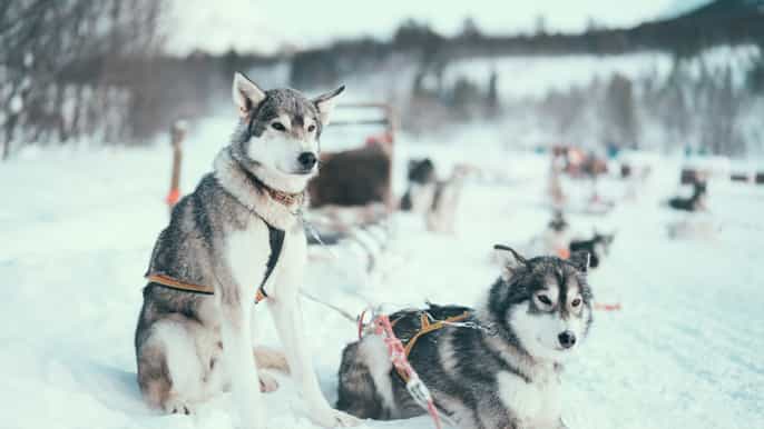 tromso dogsledding under the northern lights dinner