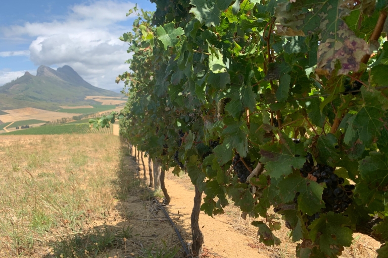 Du Cap: visite des vins de StellenboschLe Cap : visite des vins de Stellenbosch
