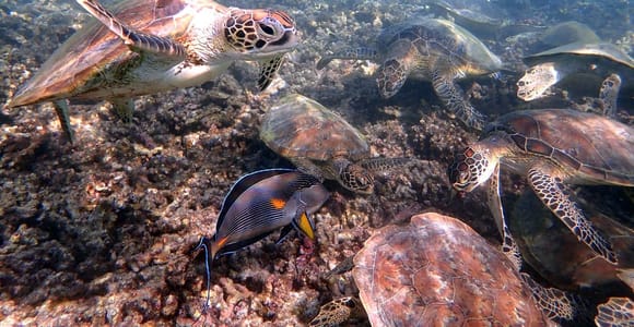 Dimaniyat Islands Snorkeling Trip
