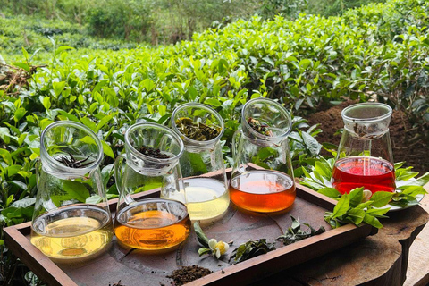 Ella: Tea-Making Experience, Tasting, Snacks with Tuk-Tuk