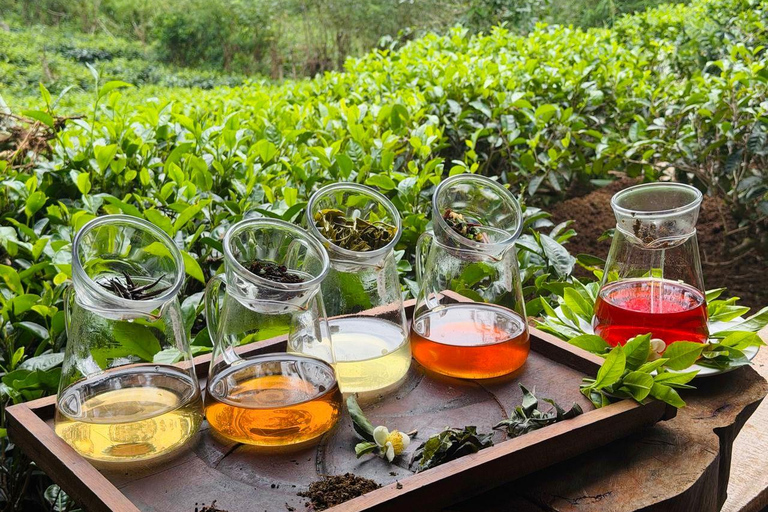 Ella: Tea-Making Experience, Tasting, Snacks with Tuk-Tuk