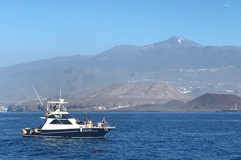 Las Galletas: Whale & Dolphin Tour with Local Skipper
