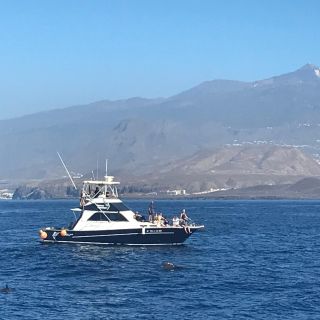Tenerife: Whale & Dolphin Tour with Local Skipper