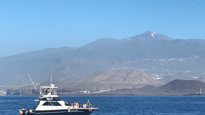 tenerife tour di balene e delfini con skipper locale