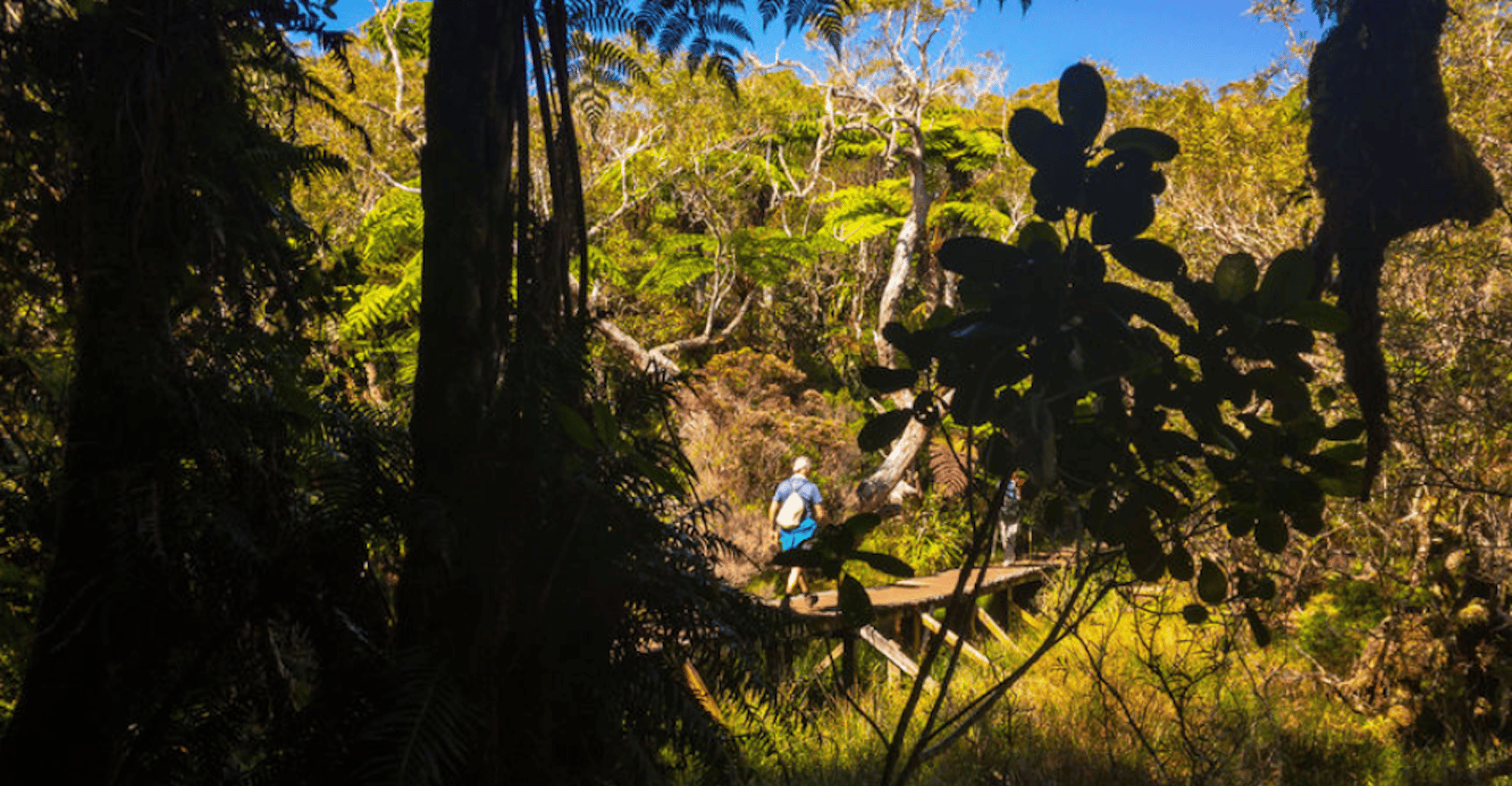 Forest Bélouve, Trou de Fer Weekly Group Hike in French - Housity