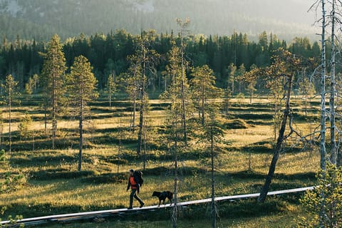 From Rovaniemi: Pyhä-Luosto National Park and Visitor Center