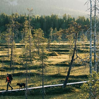 From Rovaniemi: Pyhä-Luosto National Park and Visitor Center