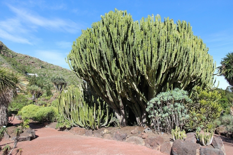 Las Palmas, Botanische Tuinen en Bandama Volcano Tour