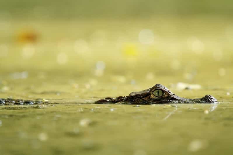 La Fortuna Danaus Ecological Park and Butterfly Garden Tour GetYourGuide