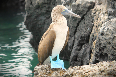 Galapagos Island Hopping Tour - 9D/8N
