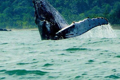 The Great Dolphin and Whale Watching Boat Adventure in Los Angeles