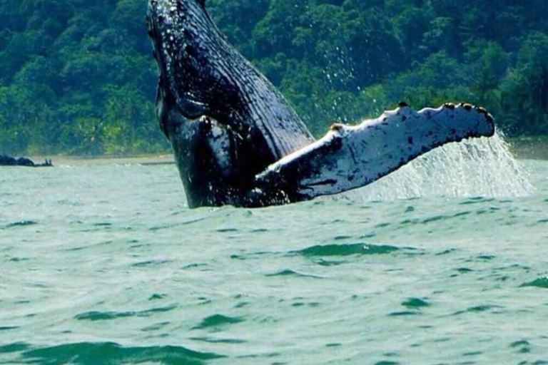 The Great Dolphin and Whale Watching Boat Adventure in Los Angeles