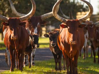 Orlando: Drive-Thru-Safari-Park im Wild Florida Orlando: Drive-Thru-Safari-Park im Wild Florida