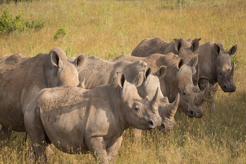 Från Nairobi: 3-dagars safari i Aberdare och Solio Ranch