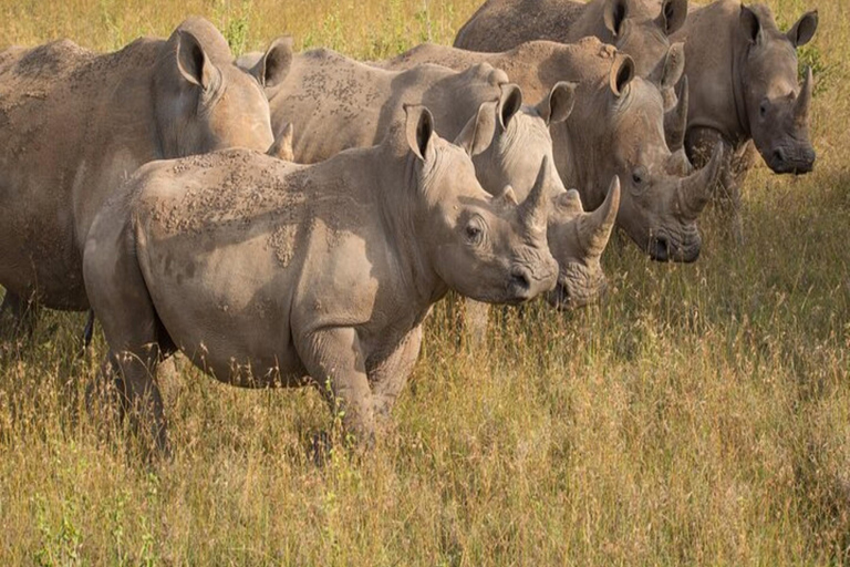 Från Nairobi: 3-dagars safari i Aberdare och Solio Ranch