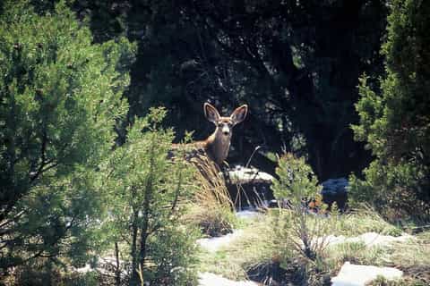 Camp Verde: Jeep Tour and Horseback Ride with Lunch